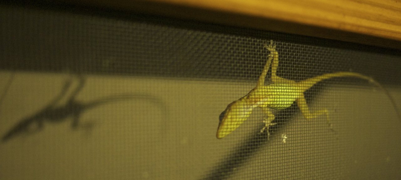 Anole
