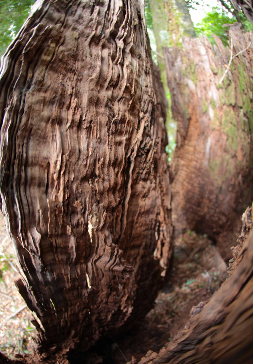 Deadwood
