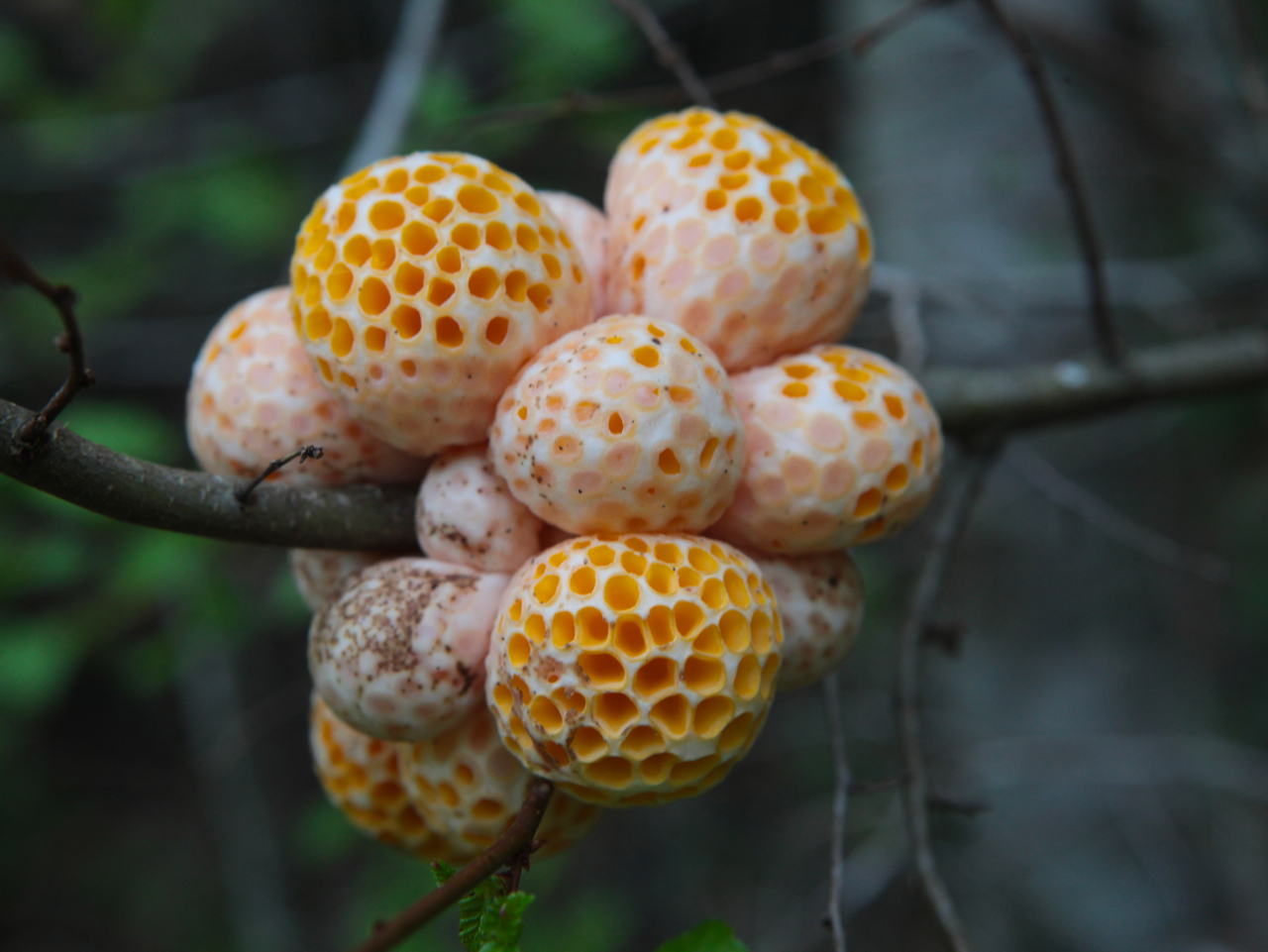 Edible Mushrooms