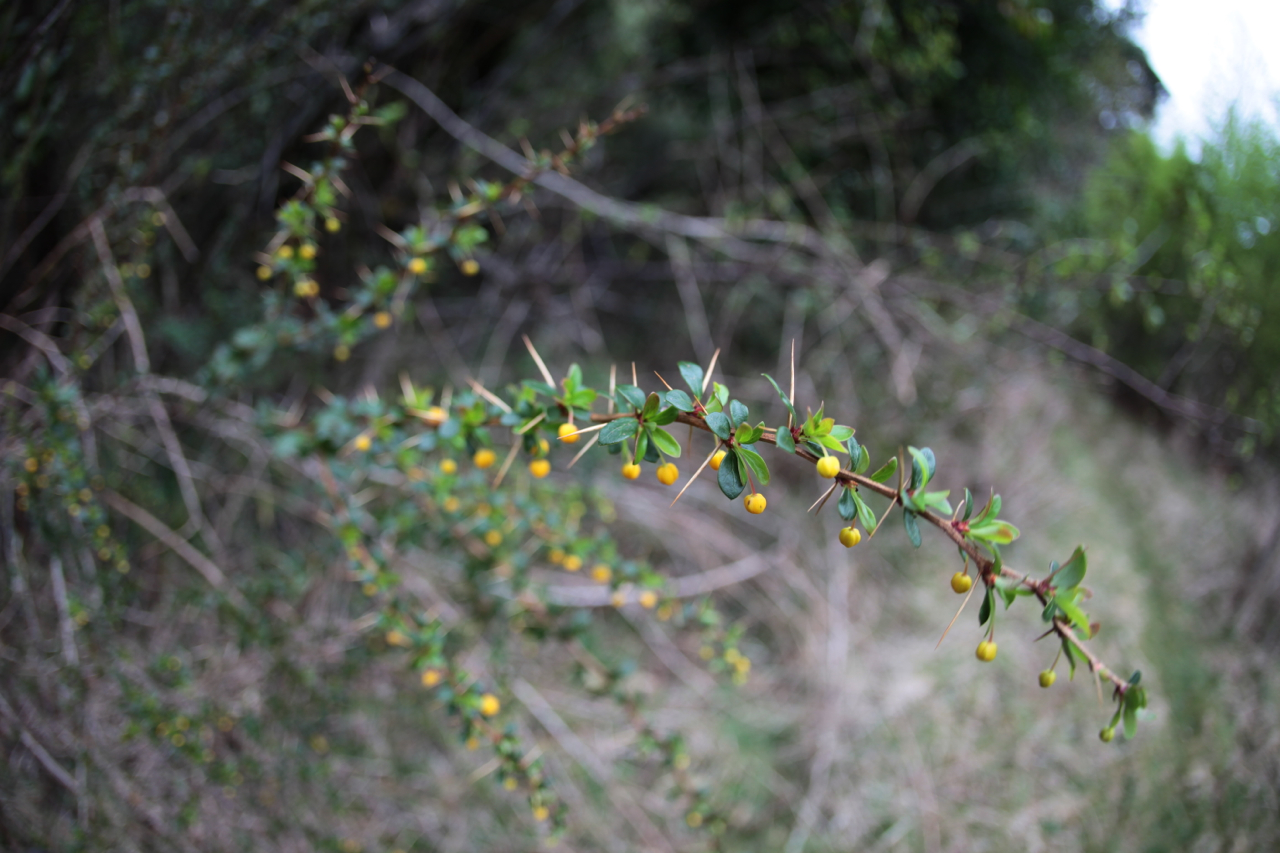 Yellow Berries. With thorns.