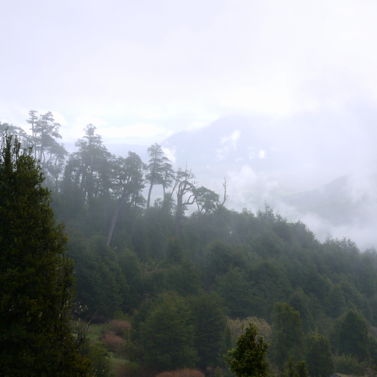 Monkey Puzzles