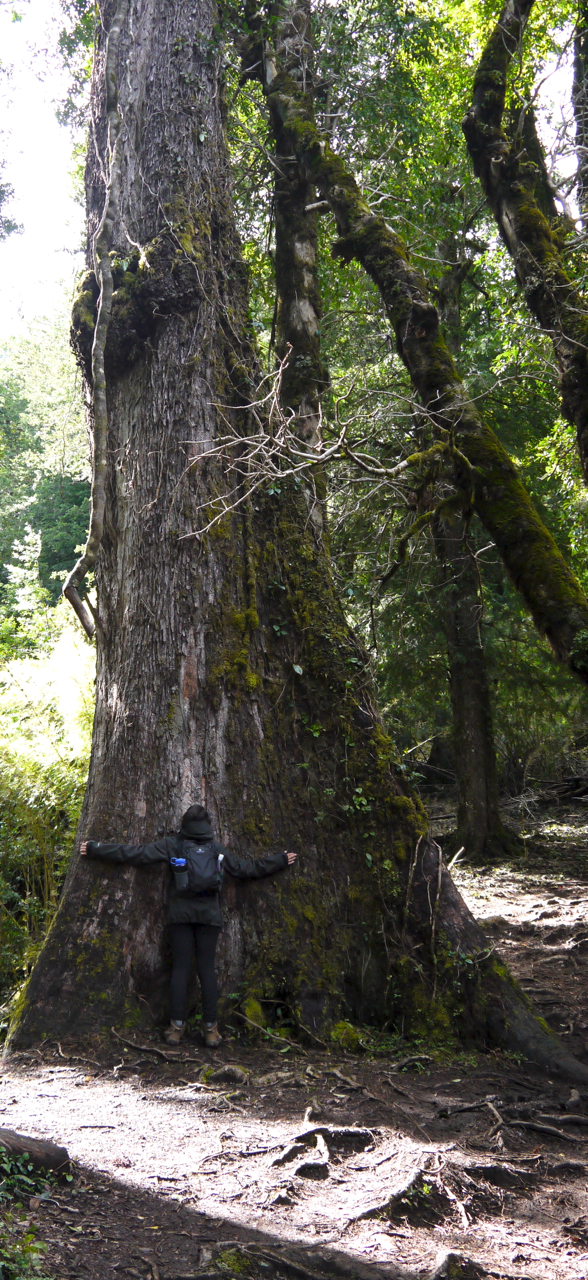 Tree Hugger, Huerquehue