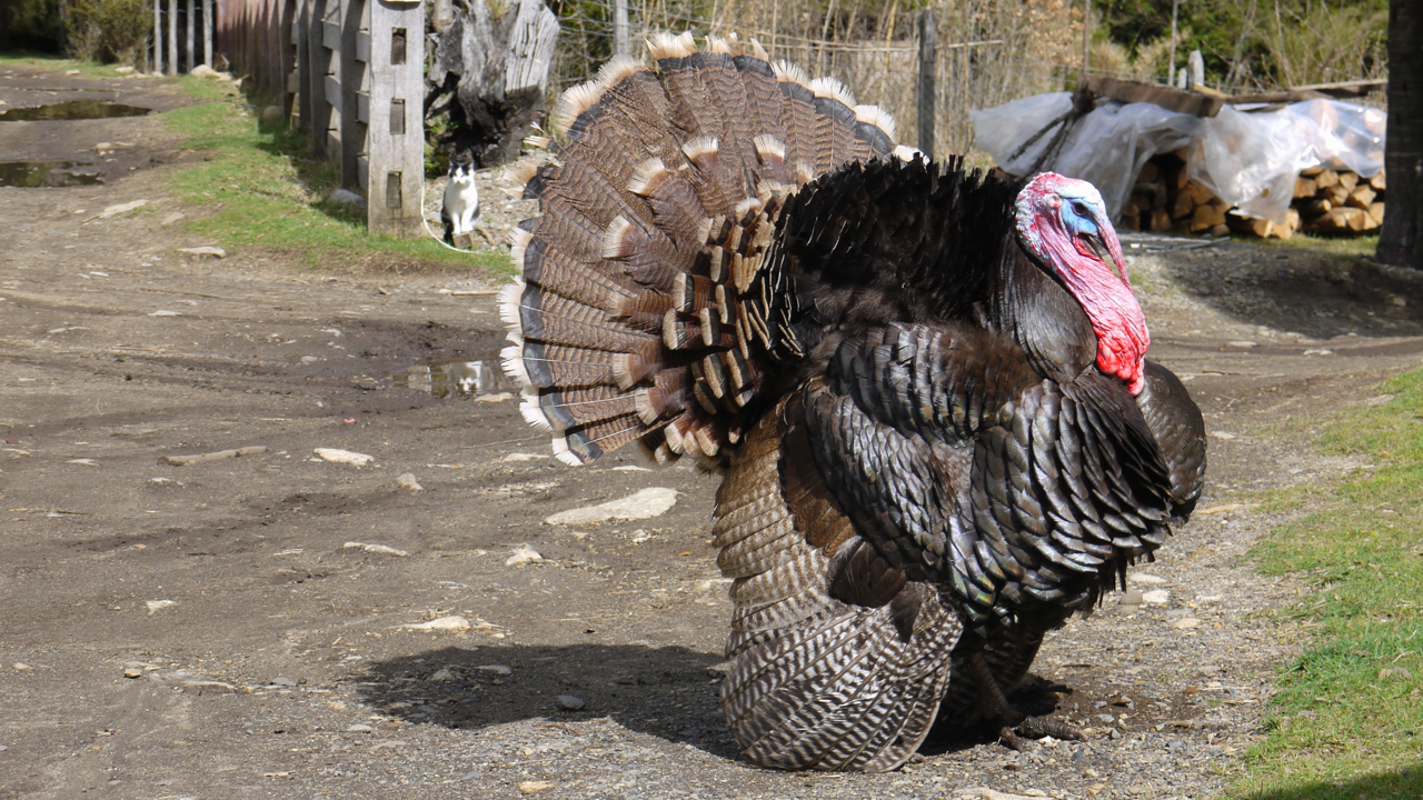 Turkey