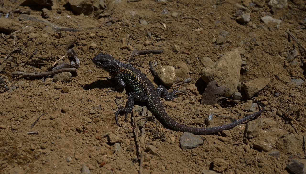 Lizard