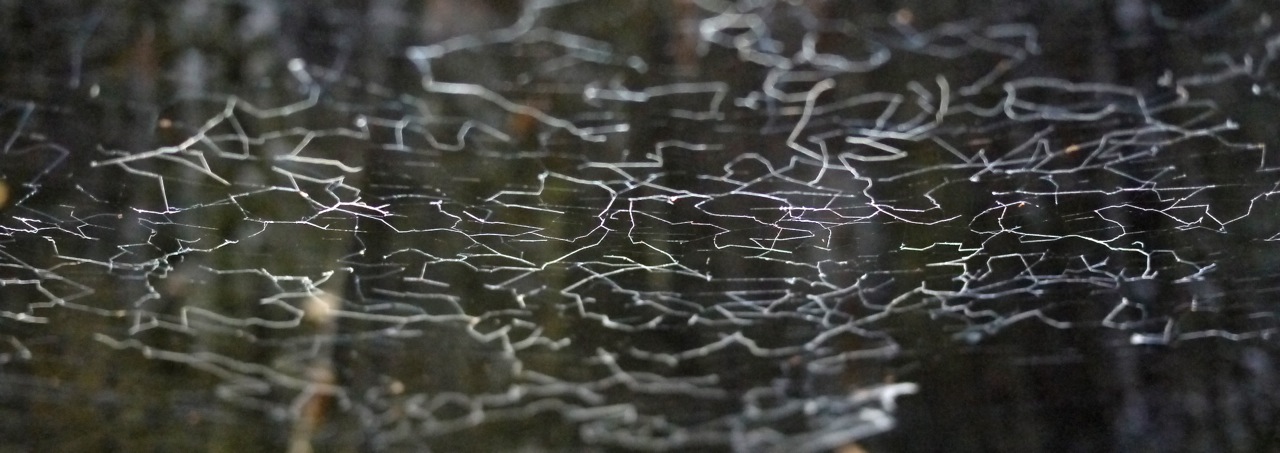 Webs