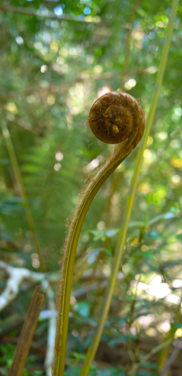 Giant Fern