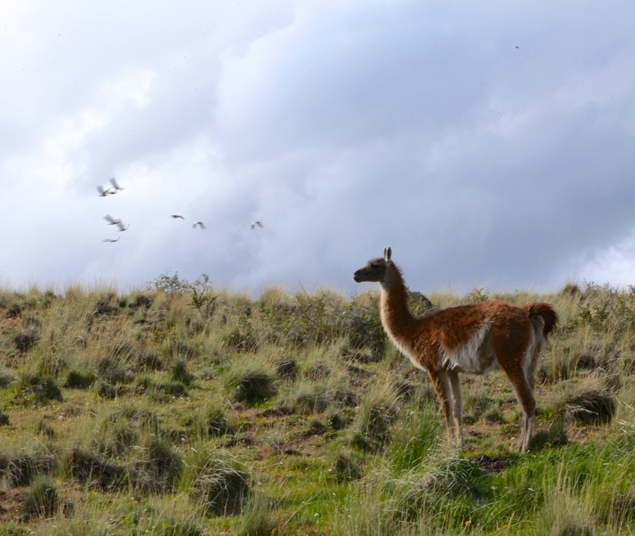 Guanaco