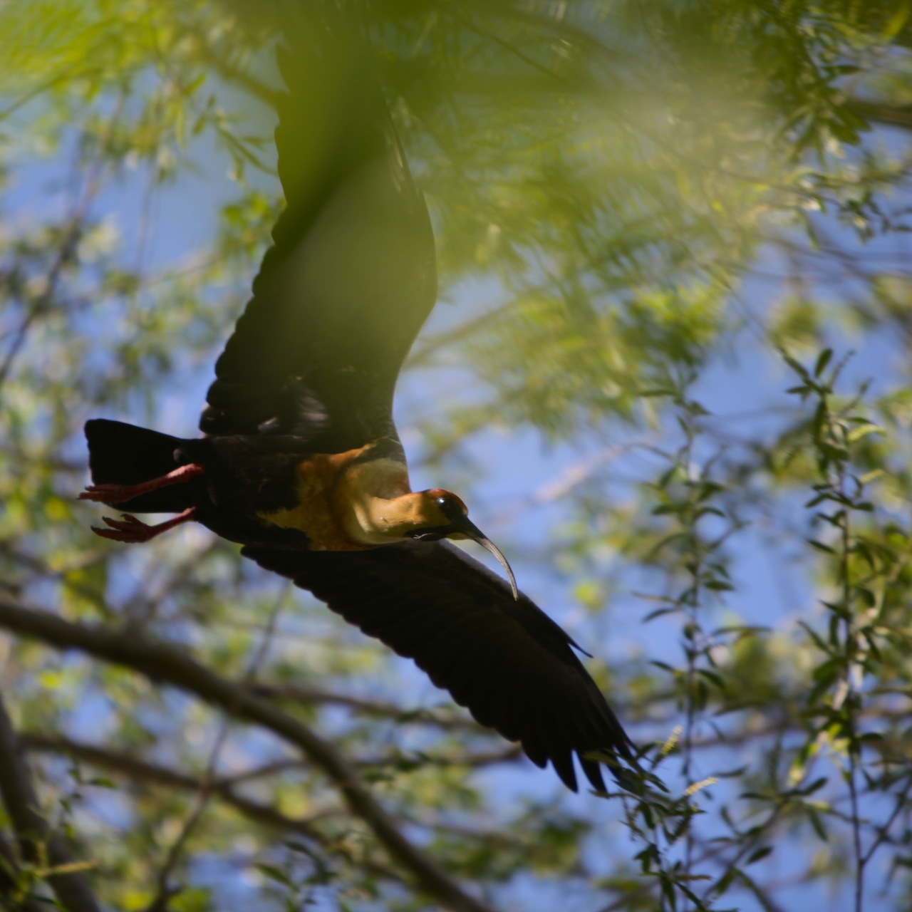 Ibis