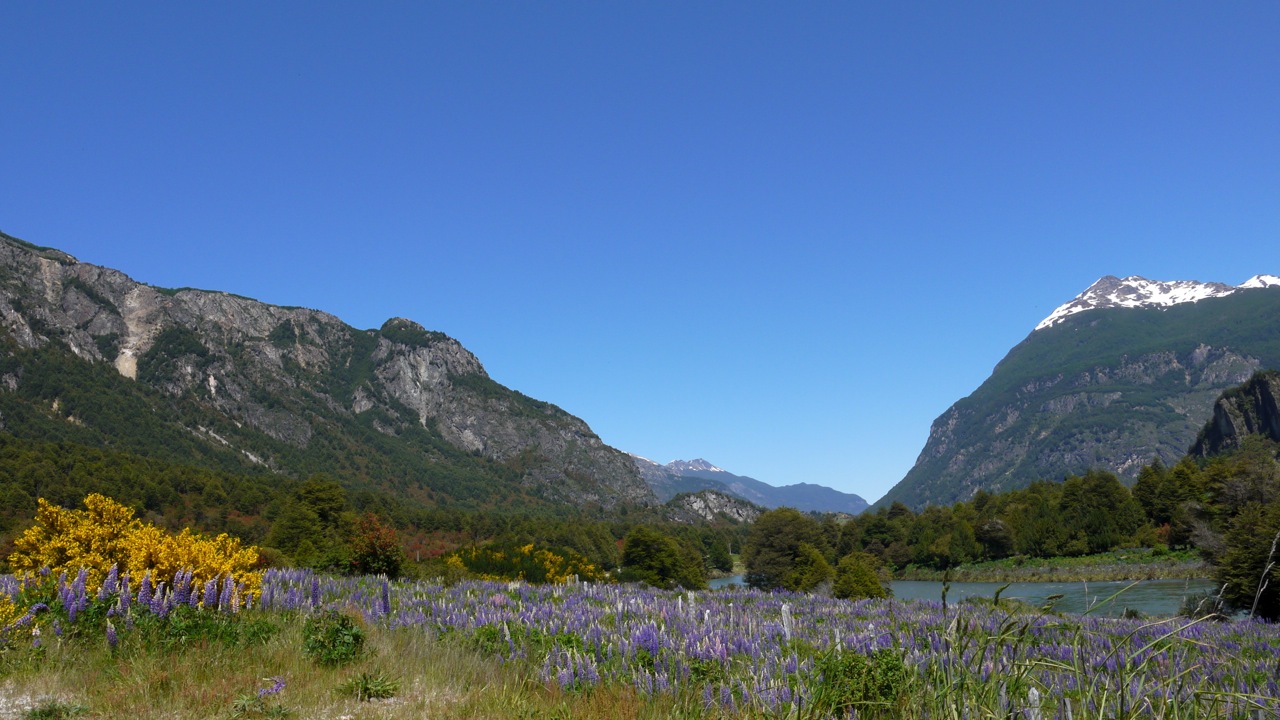 Wildflowers-2