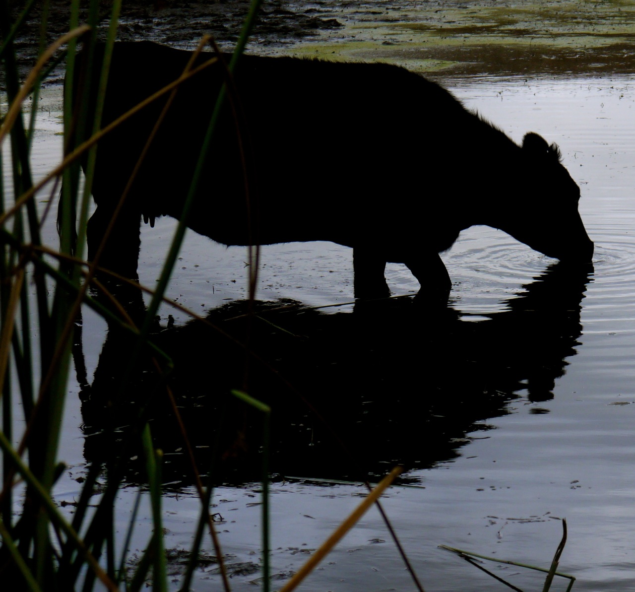 Cow Drinking