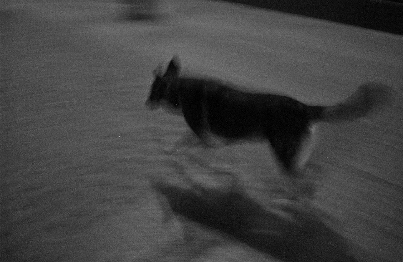 Public Dog, Perro Publico