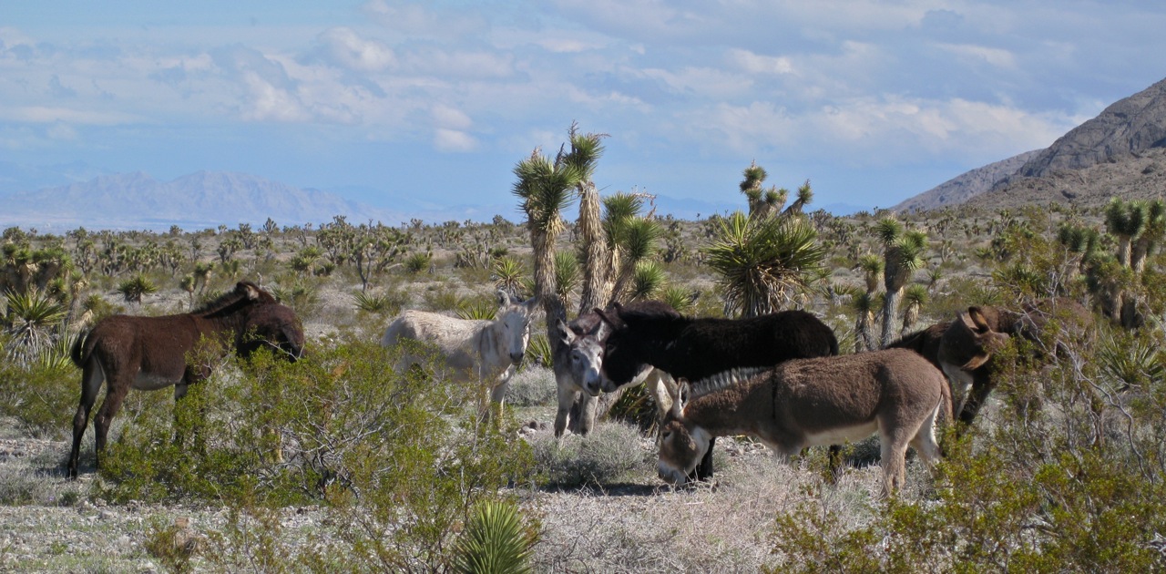 Wild Burros