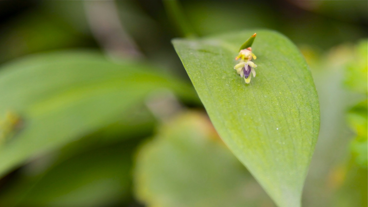 Flower.
