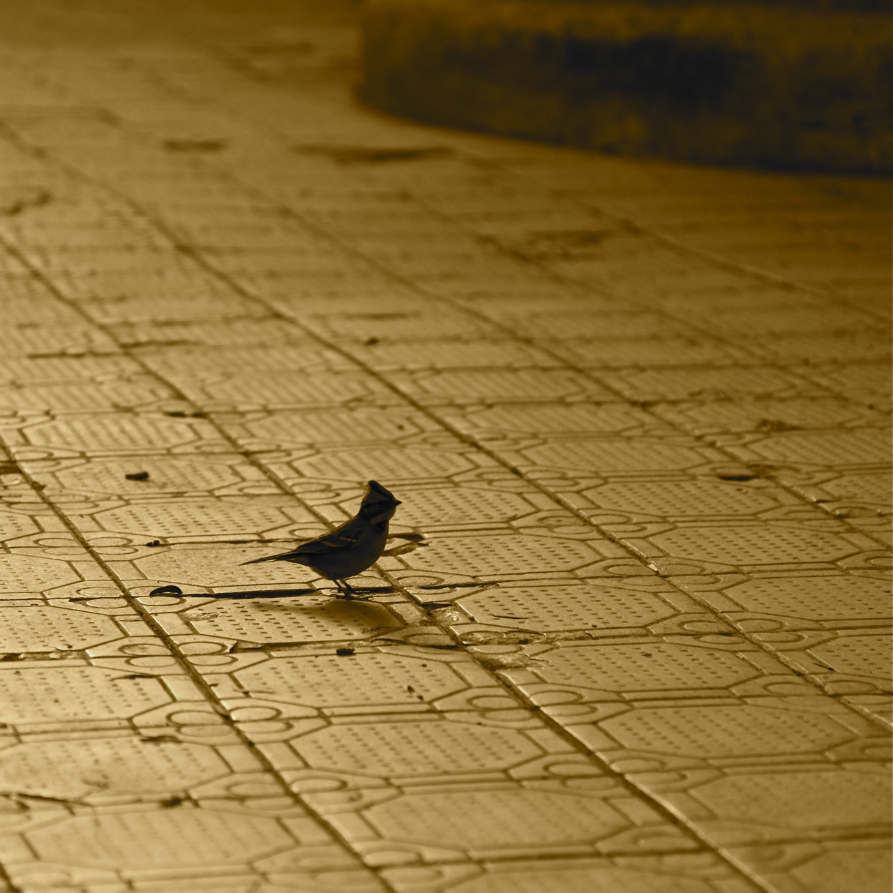 Bird Silhouette 