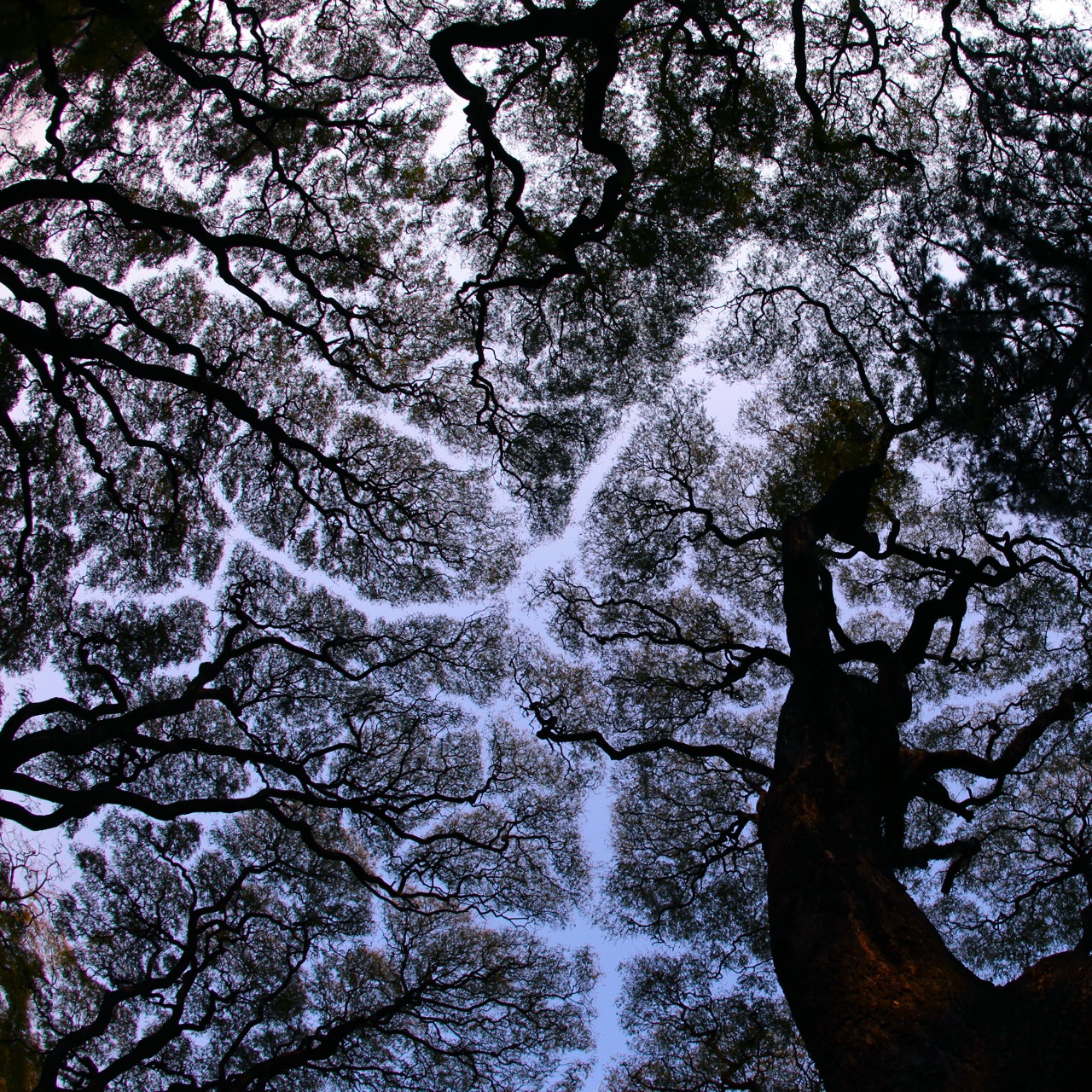 Tree Veins