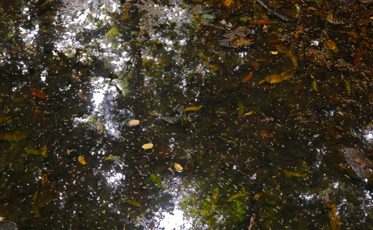 Reflection