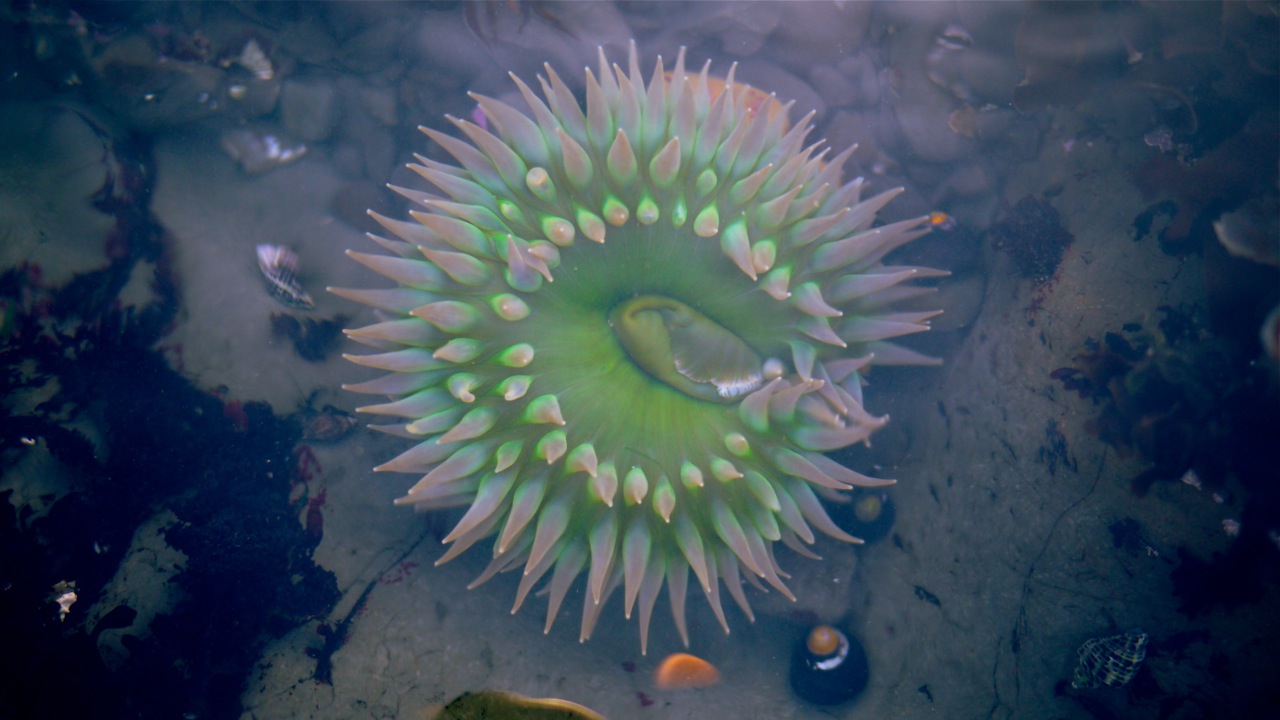 Sea Anenome