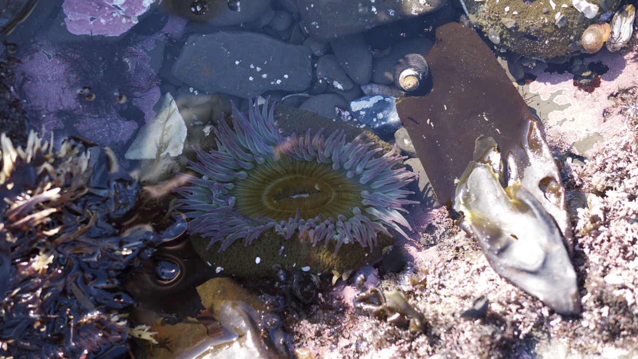 Sea Anenome