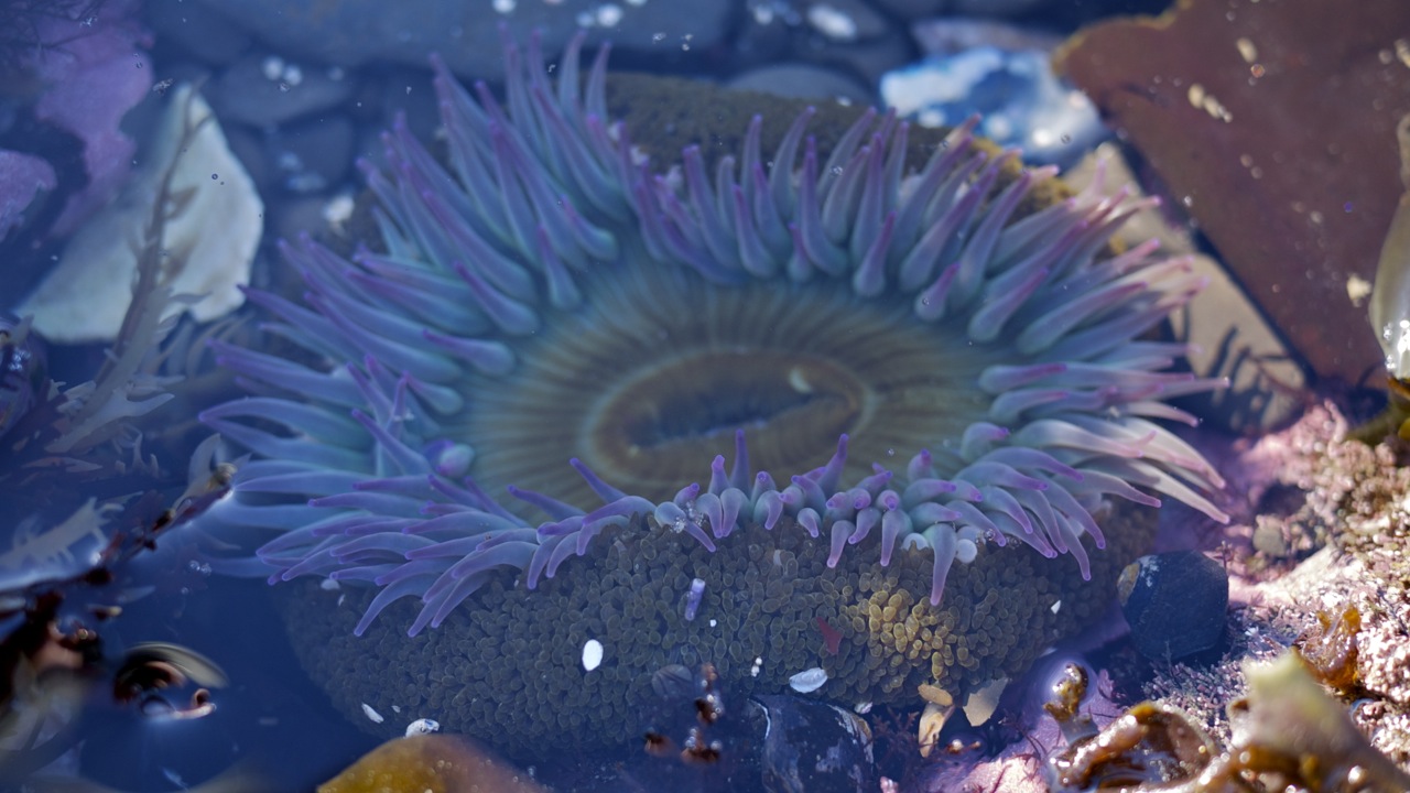Sea Anenome