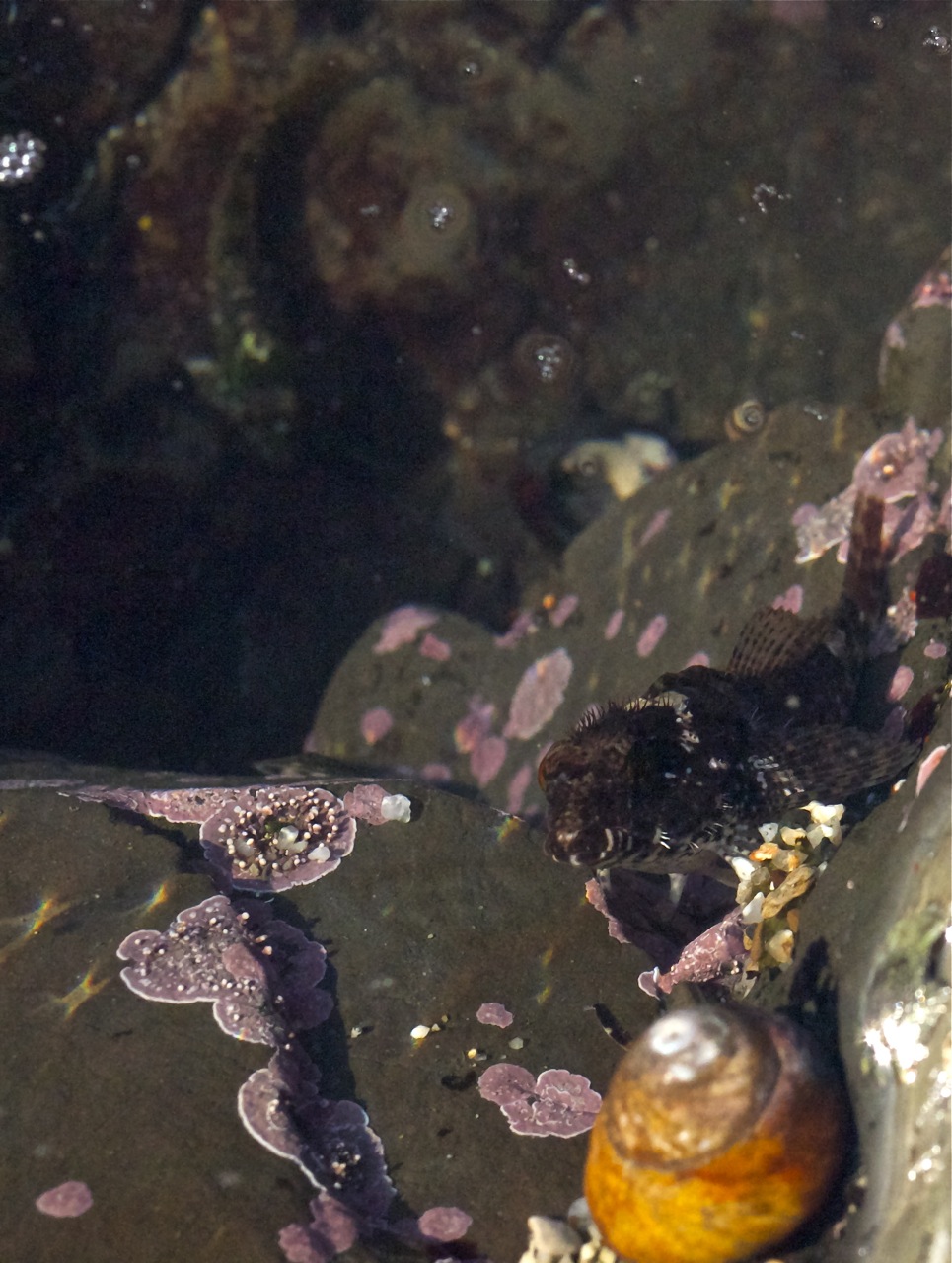 Tide Pool Fish