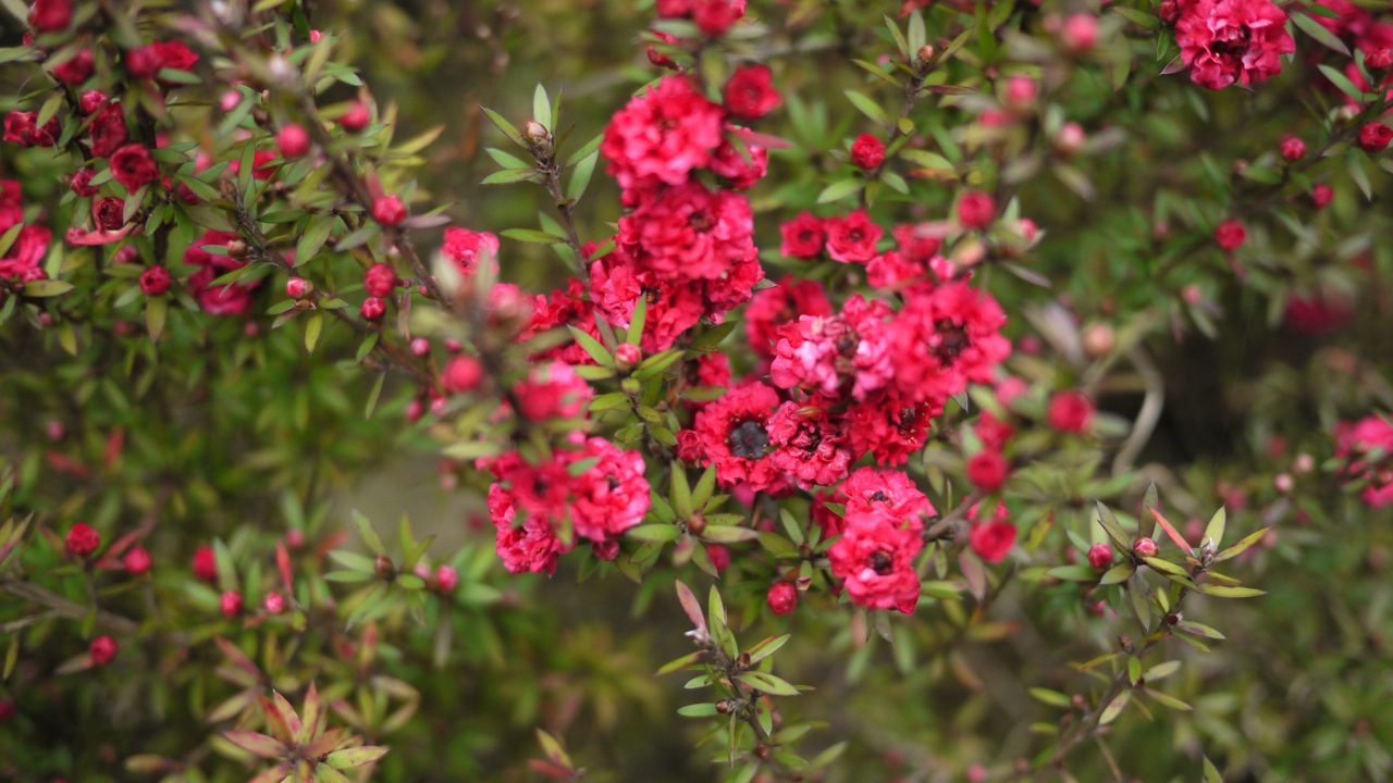 Pink Flowers