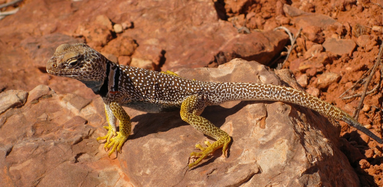 Lizard